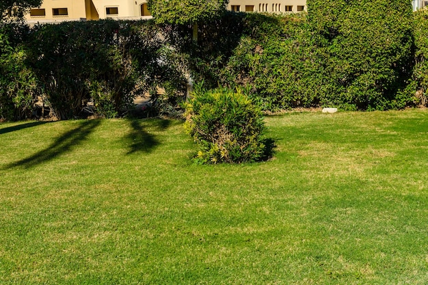 Hermoso césped verde en el parque de la ciudad