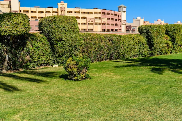 Hermoso césped verde en el parque de la ciudad