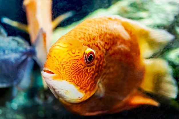 Hermoso cíclido loro rojo anaranjado brillante en un acuario. Cichlasoma. De cerca.