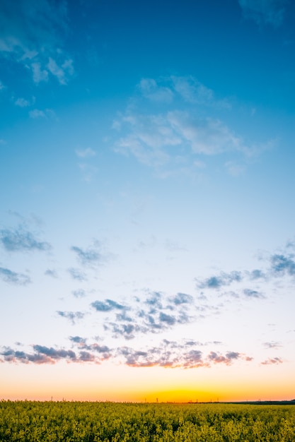 Foto hermoso cielo al atardecer sobre el campo de canola.