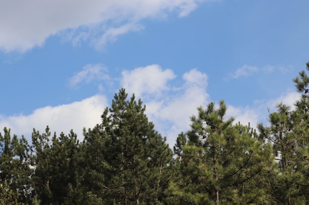 Hermoso cielo azul con nubes blancas y esponjosas en un día soleado sobre el bosque