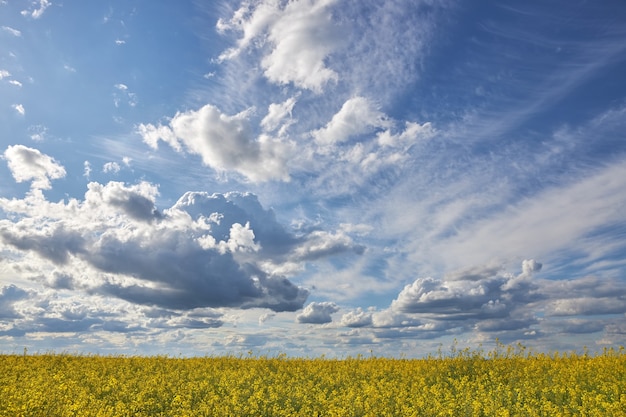 Hermoso cielo azul con nubes blancas sobre el campo de colza