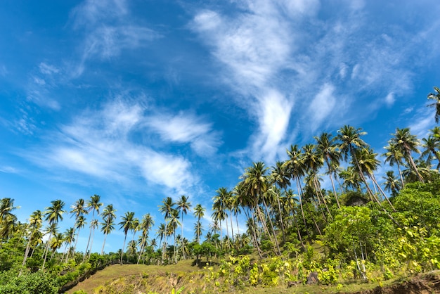 Hermoso cielo azul con palmeras de coco en la colina