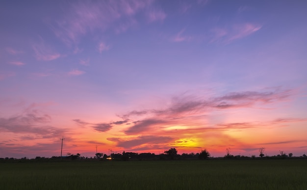 Foto hermoso cielo crepuscular con campo de arroz