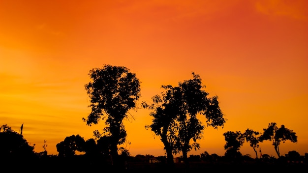 Hermoso cielo naranja al atardecer con siluetas de árboles