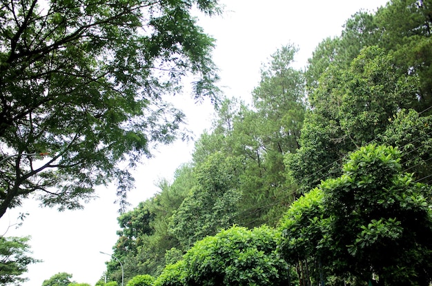 Hermoso cielo verde en la selva