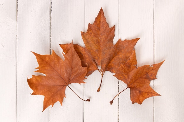 Hermoso cierre de hojas de otoño