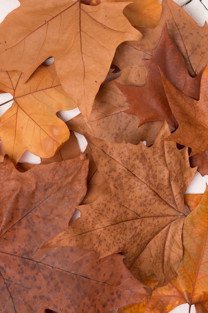 Hermoso cierre de hojas de otoño