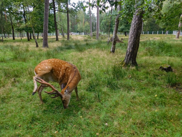 Foto un hermoso ciervo con astas en belovezhskaya pushcha