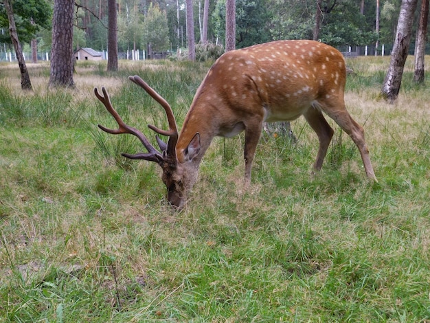 Foto un hermoso ciervo con astas en belovezhskaya pushcha