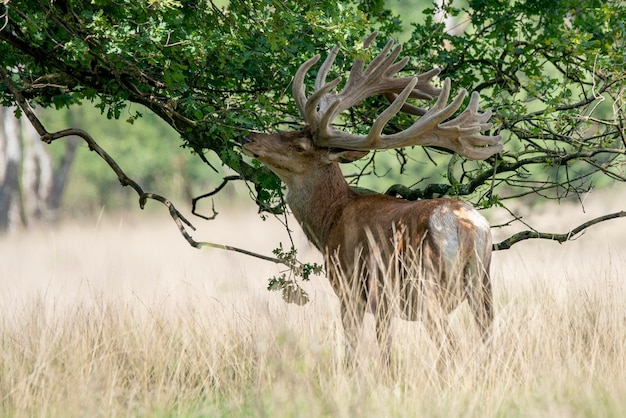 Hermoso ciervo rojo (Cervus elaphus) con astas creciendo en terciopelo.