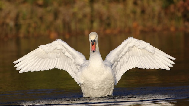 Un hermoso cisne blanco en un estanque bate sus alas.