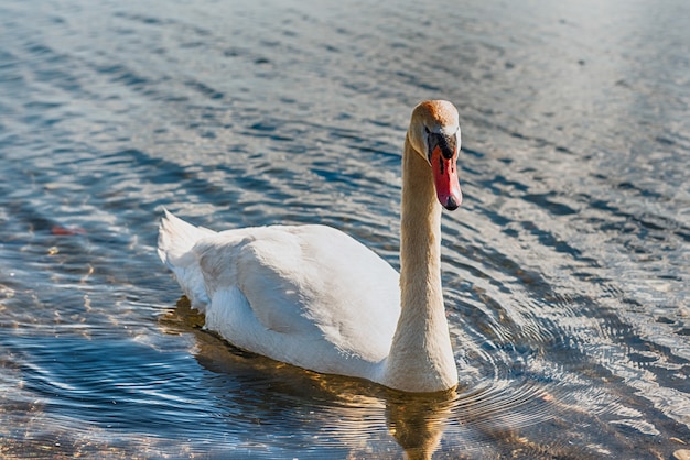 Hermoso cisne blanco en el lago Bracciano, Italia