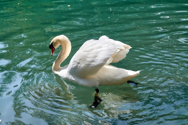 Un hermoso cisne blanco nada en el lago.