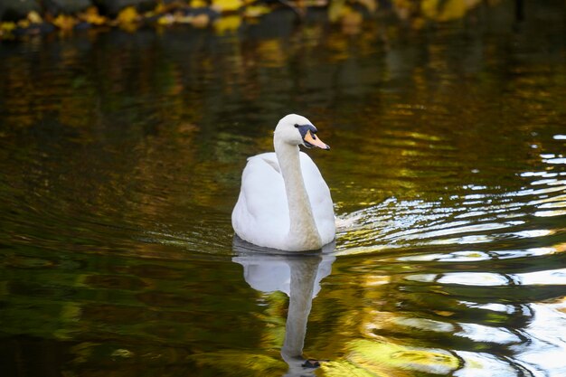 Hermoso cisne blanco nadando en agua de estanque o lago entre plantas