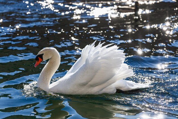 Foto un hermoso cisne blanco con plumas esponjosas en las olas con rayos de sol jugando en el agua