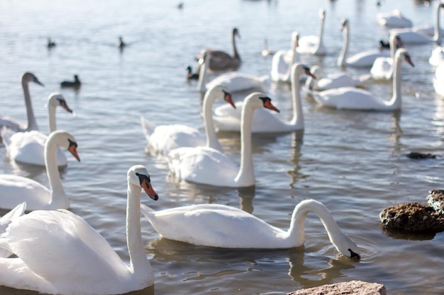 Hermoso cisne blanco con su familia en el lago de los cisnes