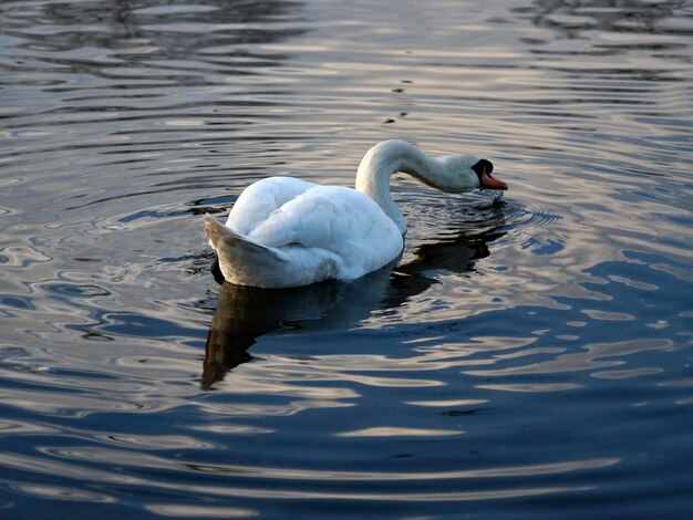 Hermoso cisne blanco en la superficie del agua potable