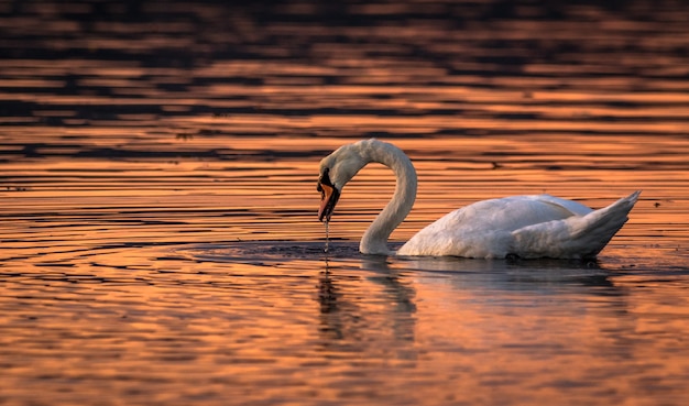 Hermoso cisne en los colores del atardecer de agua