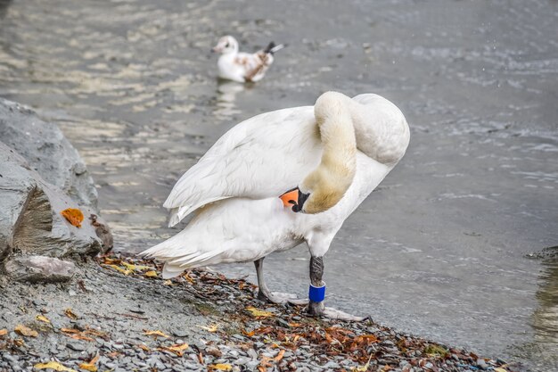 Hermoso cisne está tratando de limpiar el cuerpo en el lado del gran lago, Windermere