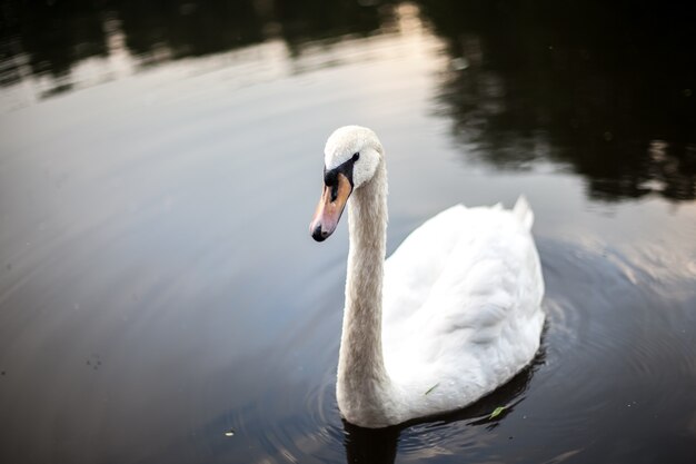 Hermoso cisne en el estanque