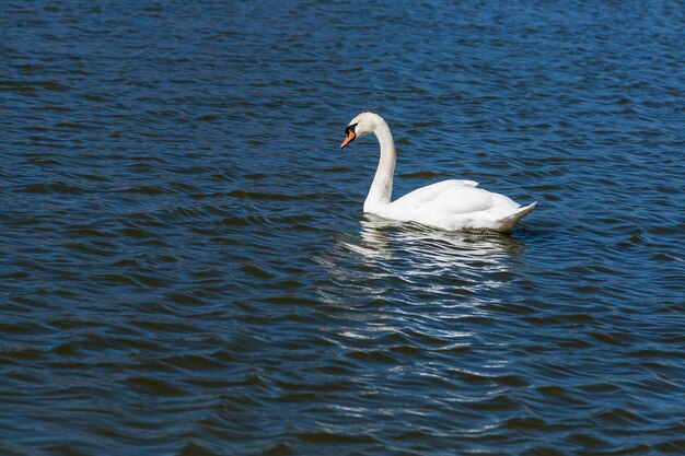 Hermoso cisne flota en el lago de cerca