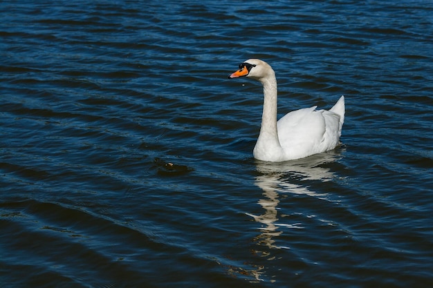 Hermoso cisne flota en el lago