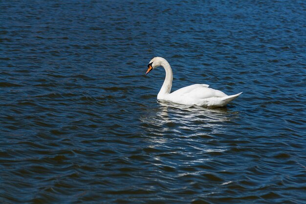 Hermoso cisne flota en el lago