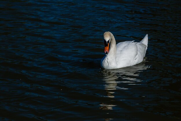 Hermoso cisne flota en el lago