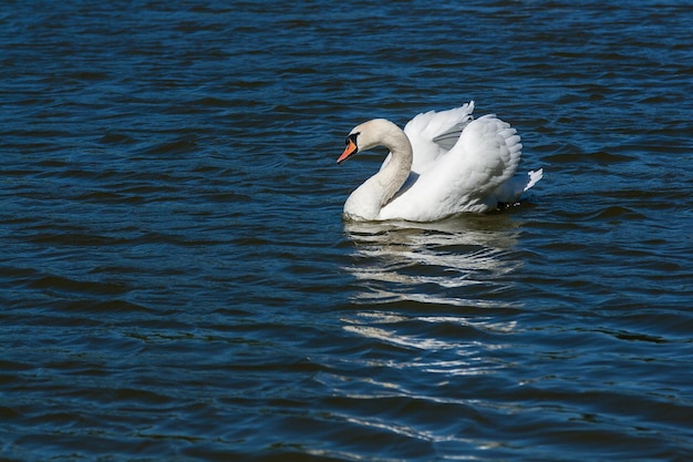 Hermoso cisne flota en el lago