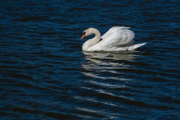 Hermoso cisne flota en el lago