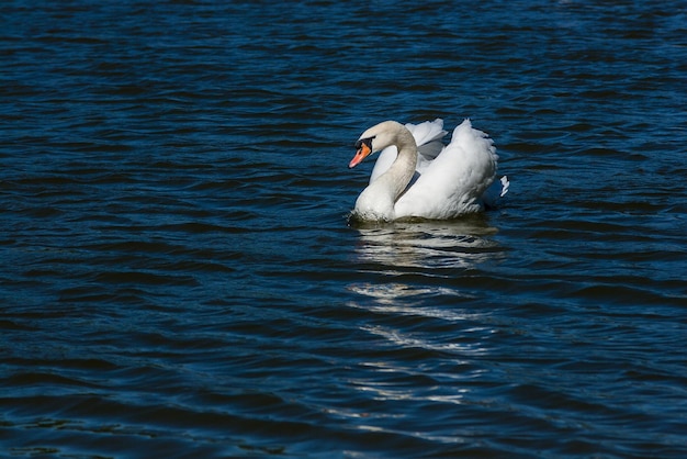 Hermoso cisne flota en el lago