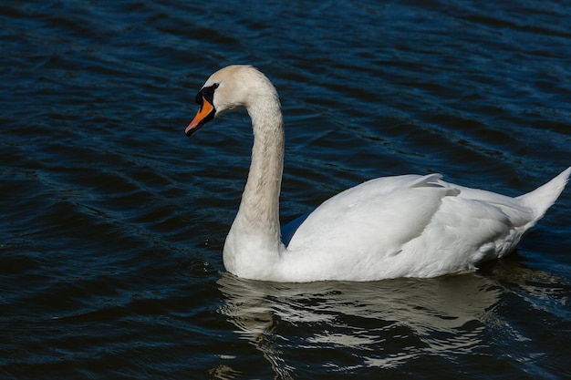 Hermoso cisne flota en el lago