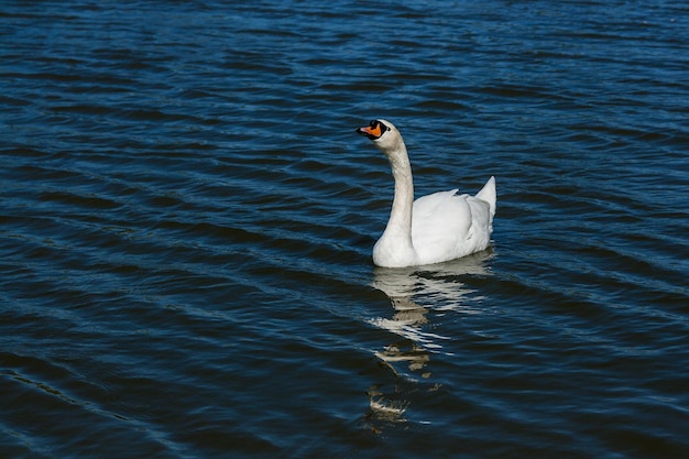 Hermoso cisne flota en el lago