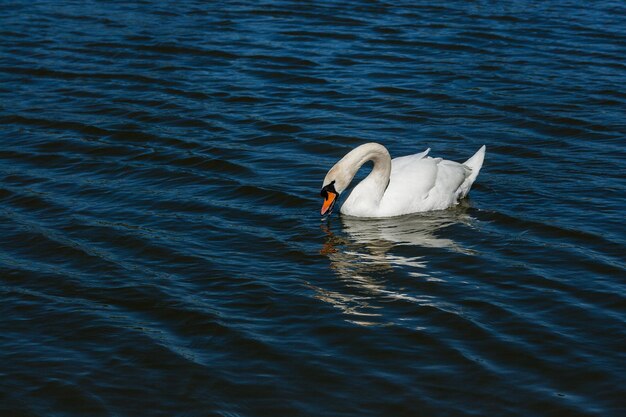 Hermoso cisne flota en el lago