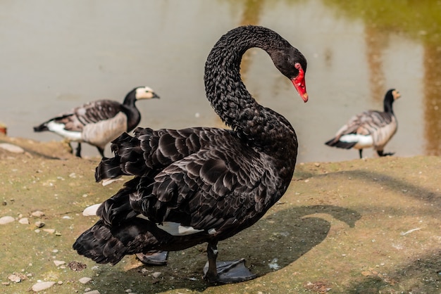 Hermoso cisne negro en la orilla del río