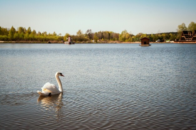 Hermoso cisne salvaje blanco noble flotando en el lago