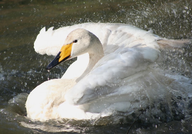 hermoso cisne