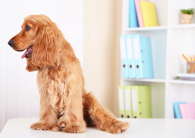 Hermoso cocker spaniel en brillante