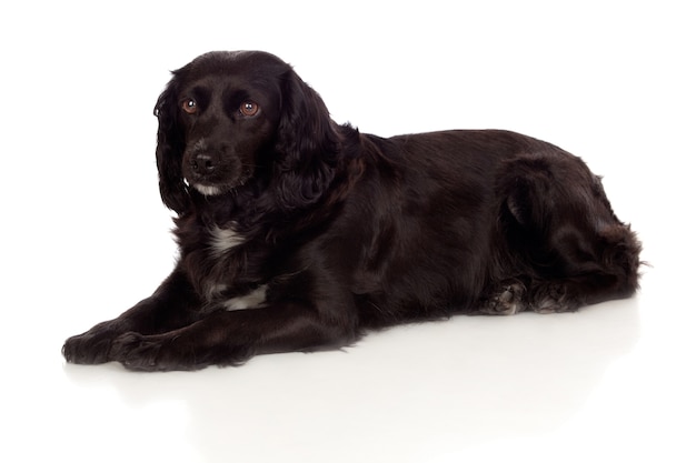 Hermoso cocker spaniel negro aislado sobre fondo blanco