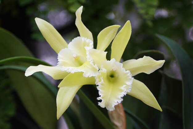 El hermoso color amarillo claro de Rhyncholaeliocattleya Leprechaun Leyenda Limón Lime flores de orquídea