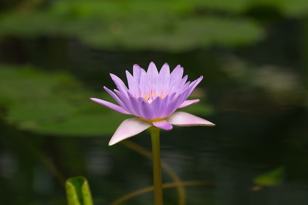 Hermoso color de flor de loto de color púrpura, flores naturalmente hermosas en el jardín