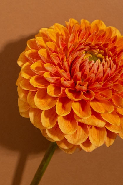 Hermoso color naranja soleado dahlia flor textura vista cercana flor sobre fondo marrón