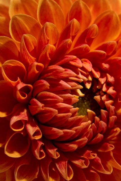 Hermoso color naranja soleado dahlia flor textura vista cercana flor sobre fondo marrón