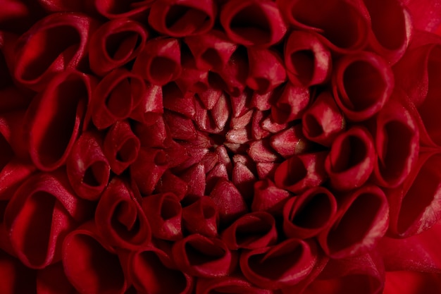 Hermoso color rojo soleado dahlia flor textura vista cercana flor sobre fondo marrón