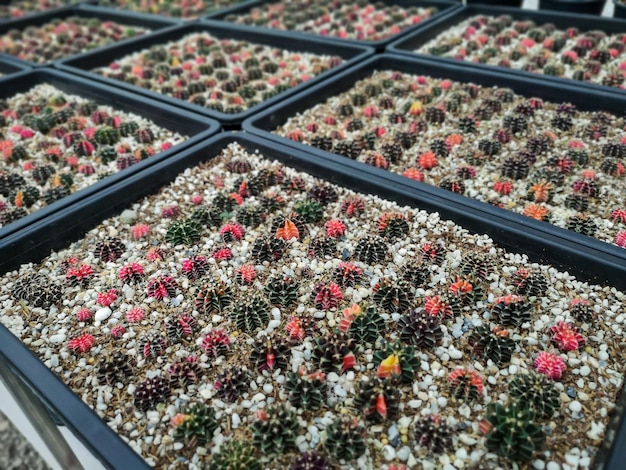 Hermoso colorido cactus Gymnocalycium en maceta en el jardín.