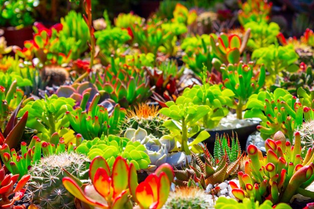 Hermoso colorido campo de flores de cactus en el día soleado