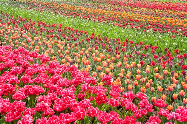 Hermoso colorido campo de tulipanes, fondo de flores de primavera, Países Bajos (Holanda)