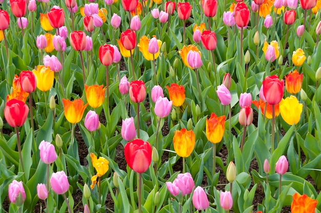 Hermoso colorido campo de tulipanes, fondo de flores de primavera, Países Bajos (Holanda)