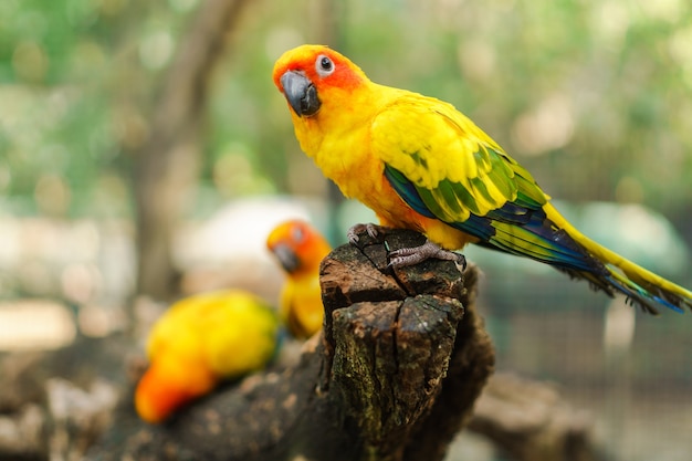 Hermoso colorido conure loro pájaros en la rama de un árbol